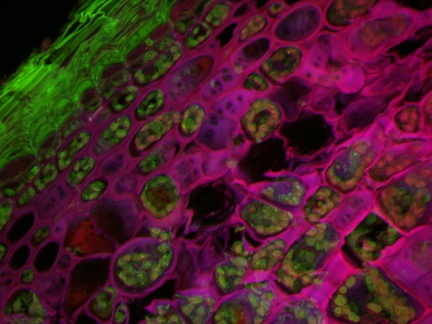 Konfokální mikroskopie SDCM ve srovnání s alternativami